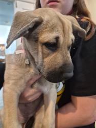 Found/Stray Female Dog last seen 4th street and 15 freeway, Ontario, CA 91764