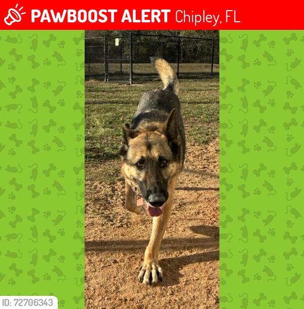 Lost Male Dog last seen Sunny Hills, Chipley, FL 32428
