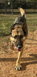Lost Male Dog last seen Sunny Hills, Chipley, FL 32428