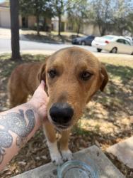 Found/Stray Male Dog last seen Canyon Crossing, San Antonio, TX 78252