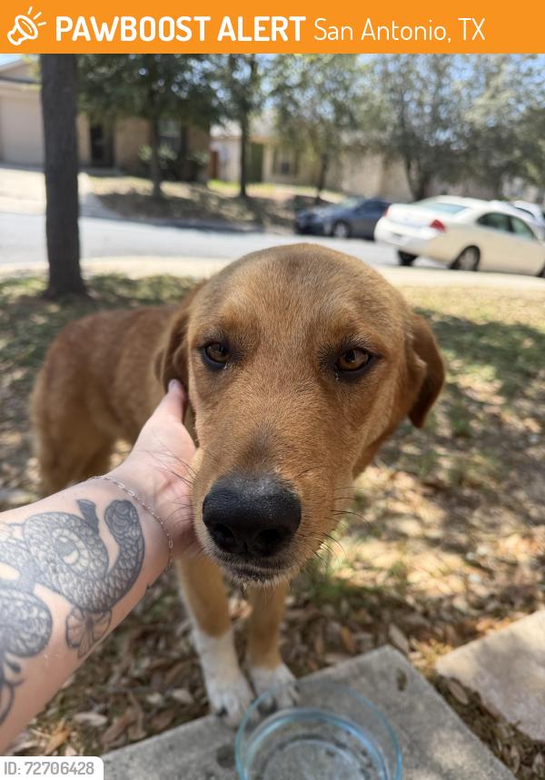 Found/Stray Male Dog last seen Canyon Crossing, San Antonio, TX 78252
