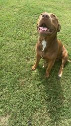 Lost Male Dog last seen Near w wheeler rd seffner fl , Seffner, FL 33584