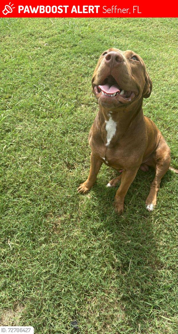 Lost Male Dog last seen Near w wheeler rd seffner fl , Seffner, FL 33584