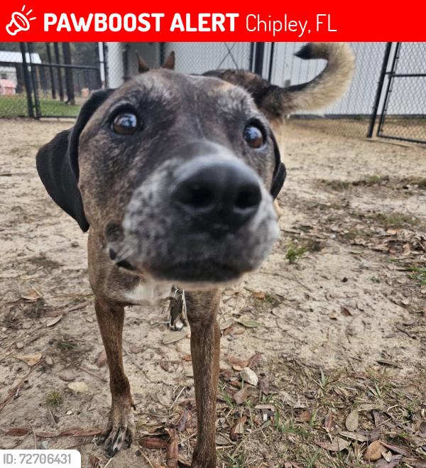 Lost Female Dog last seen Sunny Hills, Chipley, FL 32428