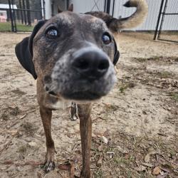 Lost Female Dog last seen Sunny Hills, Chipley, FL 32428