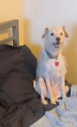 Lost Male Dog last seen On Rancho heading towards Washington, Las Vegas, NV 89108