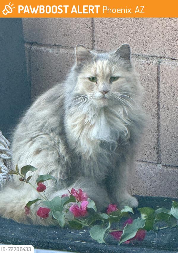 Found/Stray Female Cat last seen Community park 27th street and E Hartford Ave phoenix 85032, Phoenix, AZ 85008