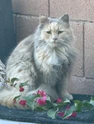 Found/Stray Female Cat last seen Community park 27th street and E Hartford Ave phoenix 85032, Phoenix, AZ 85008