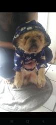 Lost Male Dog last seen Rua Monteiro 165 , Liberdade, SP 08230-090