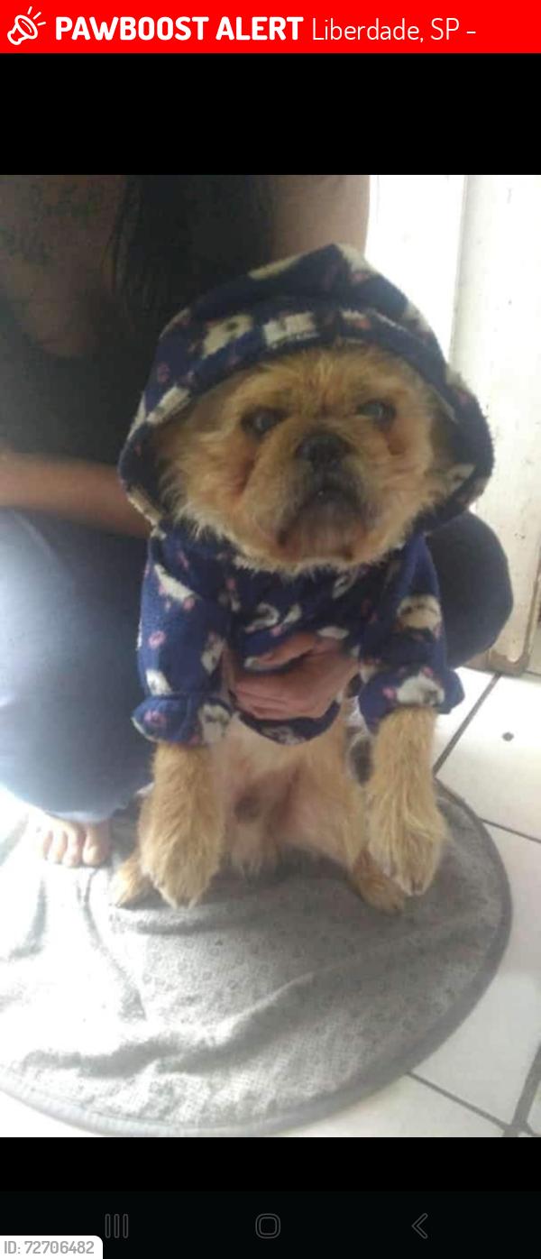 Lost Male Dog last seen Rua Monteiro 165 , Liberdade, SP 08230-090