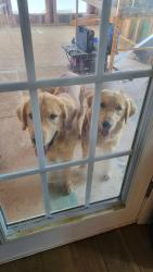Found/Stray Female Dog last seen Jefferson pike,  lascassas,  tn, Lascassas, TN 37085