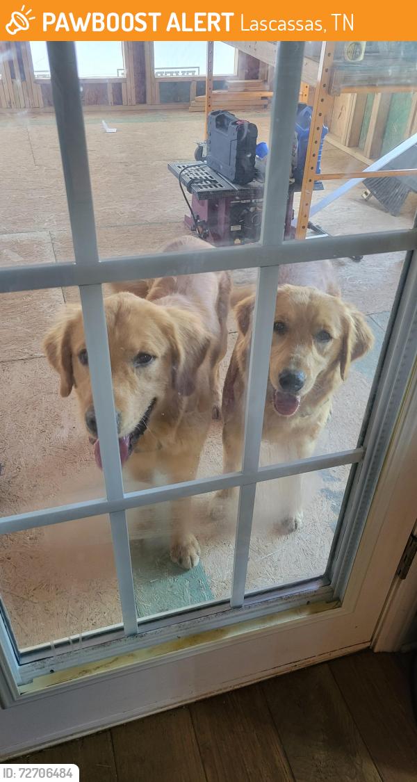 Found/Stray Female Dog last seen Jefferson pike,  lascassas,  tn, Lascassas, TN 37085