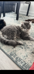Lost Male Cat last seen Keele and downsview park, Toronto, ON M3J 1L7