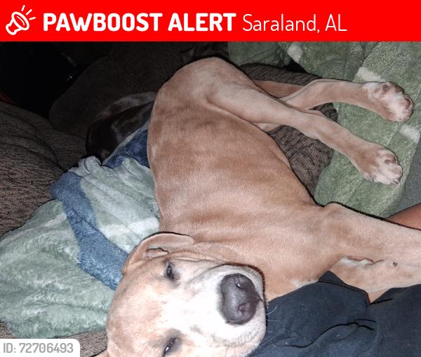 Lost Male Dog last seen Saraland Ave , Saraland, AL 36571