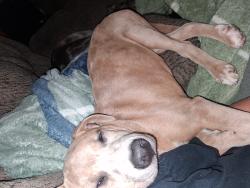 Lost Male Dog last seen Saraland Ave , Saraland, AL 36571
