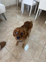Found/Stray Unknown Dog last seen Hallandale Shopping Center, Hallandale Beach, FL 33009
