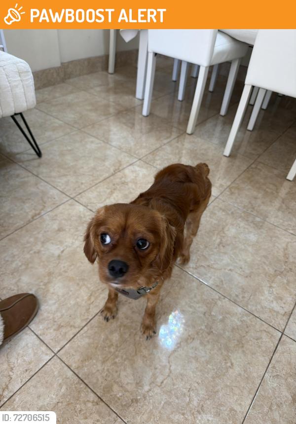 Found/Stray Unknown Dog last seen Hallandale Shopping Center, Hallandale Beach, FL 33009