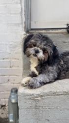 Lost Female Dog last seen Near Vandever Wilmington, Wilmington, DE 19802