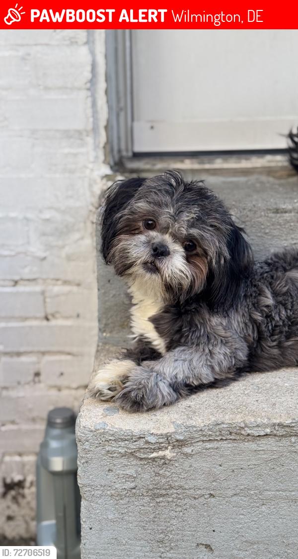 Lost Female Dog last seen Near Vandever Wilmington, Wilmington, DE 19802