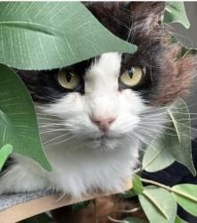 Lost Female Cat last seen Fearn and Ash Sweet Springs area, Baywood-Los Osos, CA 93402