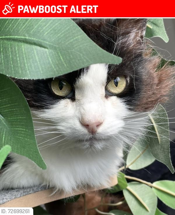 Lost Female Cat last seen Fearn and Ash Sweet Springs area, Baywood-Los Osos, CA 93402