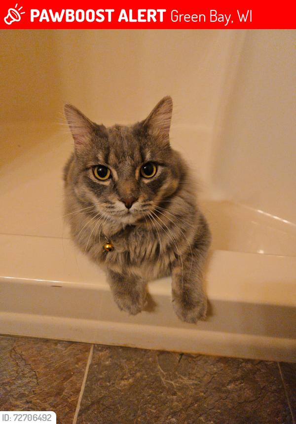 Lost Male Cat last seen At my hse before he got out, Green Bay, WI 54313