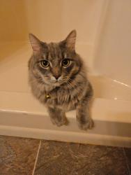Lost Male Cat last seen At my hse before he got out, Green Bay, WI 54313