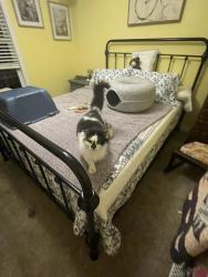 Found/Stray Female Cat last seen Valley Falls Road, Hope Mills, NC in the Roslin Farm subdivision , Gray's Creek, NC 28348