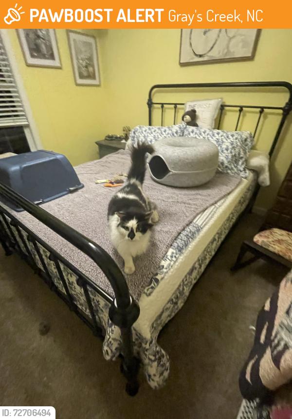 Found/Stray Female Cat last seen Valley Falls Road, Hope Mills, NC in the Roslin Farm subdivision , Gray's Creek, NC 28348