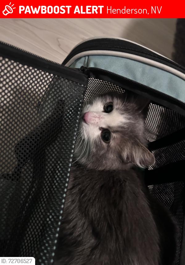 Lost Unknown Cat last seen Horizon Ridge Pkwy & Mission, Henderson, NV 89002