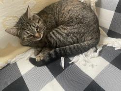 Lost Female Cat last seen Near , Amelia, OH 45102
