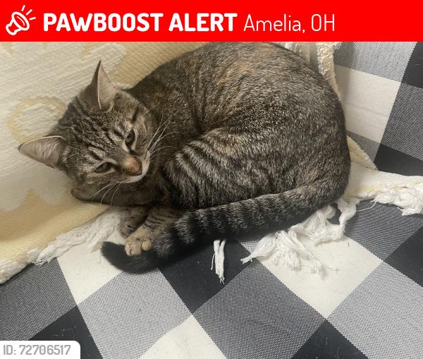 Lost Female Cat last seen Near , Amelia, OH 45102