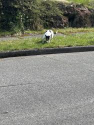 Found/Stray Male Dog last seen St. Paul missionary baptist church, Seattle, WA 98118