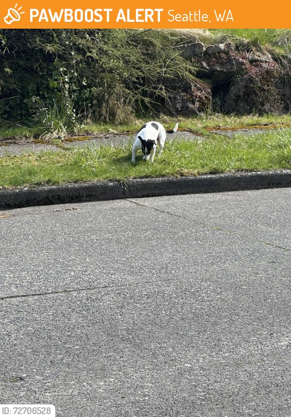 Found/Stray Male Dog last seen St. Paul missionary baptist church, Seattle, WA 98118