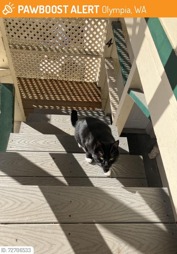 Found/Stray Unknown Cat last seen At my apmt at prospect and bigelow, Olympia, WA 98506