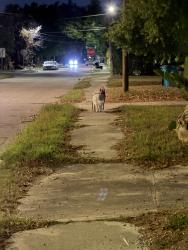 Found/Stray Unknown Dog last seen 19th street / S parramore ave, Holden Heights, FL 32805