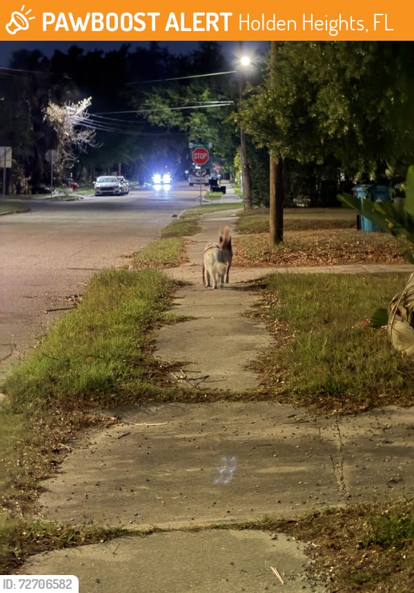 Found/Stray Unknown Dog last seen 19th street / S parramore ave, Holden Heights, FL 32805