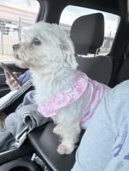 Lost Female Dog last seen Martin Luther King, Houston, TX 77033