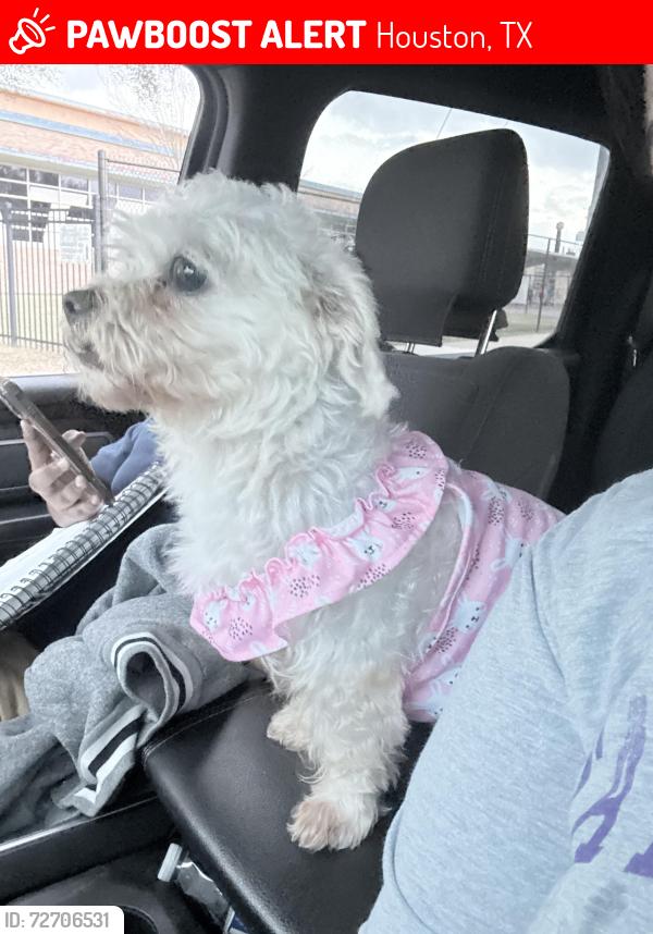 Lost Female Dog last seen Martin Luther King, Houston, TX 77033