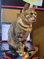 Lost Female Cat last seen Near 800 n in sunset , Sunset, UT 84015