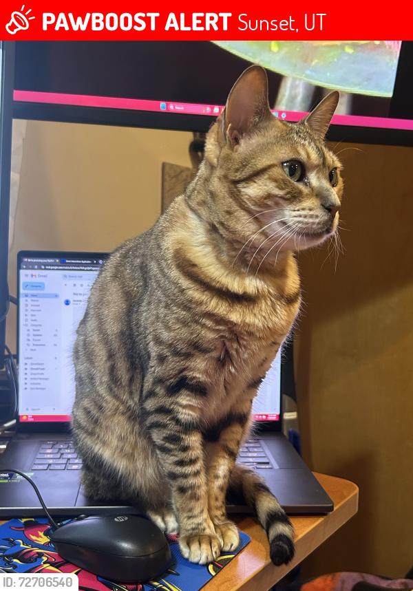 Lost Female Cat last seen Near 800 n in sunset , Sunset, UT 84015