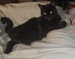 Lost Female Cat last seen River road claggett, Keizer, OR 97303