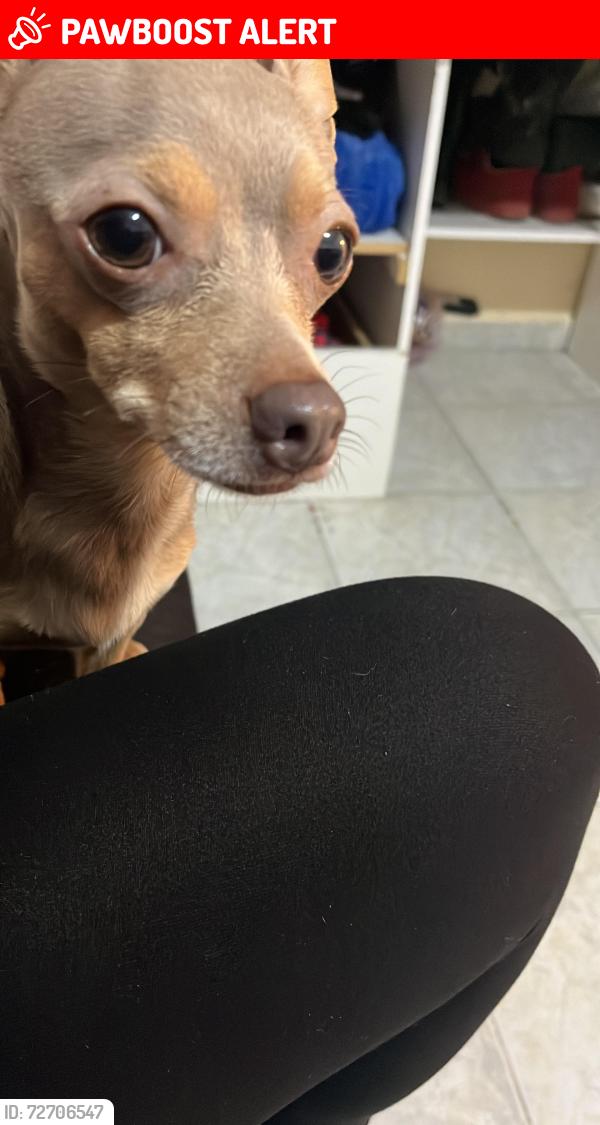 Lost Female Dog last seen Club campestre san Martín de las pirámides eso de México , San Martín de las Pirámides, Méx. 55850