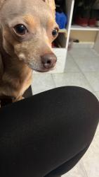 Lost Female Dog last seen Club campestre san Martín de las pirámides eso de México , San Martín de las Pirámides, Méx. 55850
