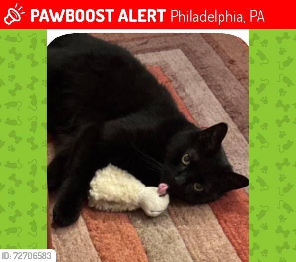 Lost Female Cat last seen Norris. Right across from rec center, Philadelphia, PA 19125
