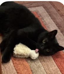 Lost Female Cat last seen Norris. Right across from rec center, Philadelphia, PA 19125