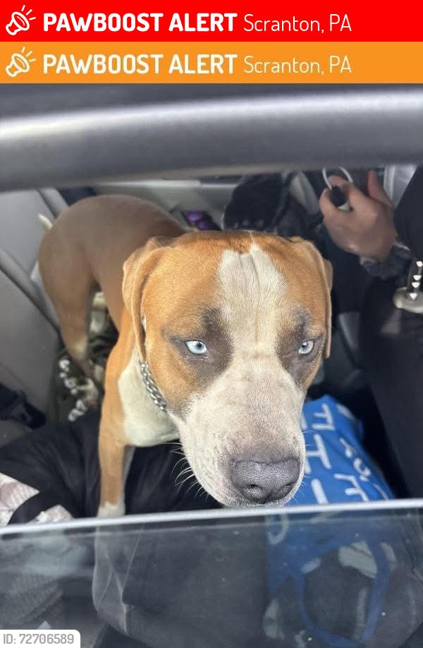 Lost Male Dog last seen Peppers Pizza in Scranton, Scranton, PA 18510