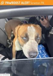 Lost Male Dog last seen Peppers Pizza in Scranton, Scranton, PA 18510
