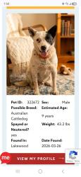 Found/Stray Male Dog last seen Mississippi And Marshall st, Lakewood, CO 80226