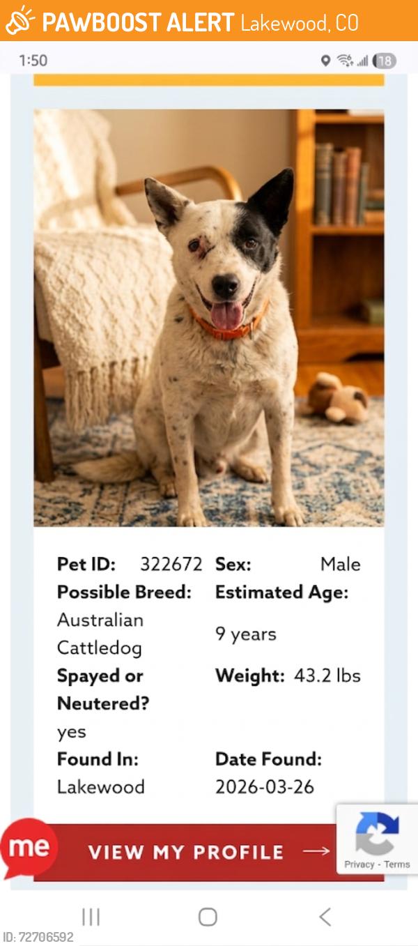 Found/Stray Male Dog last seen Mississippi And Marshall st, Lakewood, CO 80226